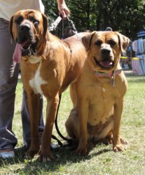 Indy & Jimi (ChS of Malizi Doghouse)